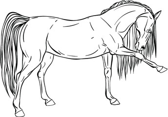 Horse coloring page in full growth