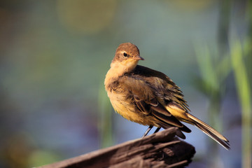 The western yellow wagtail (Motacilla flava) sits on a branch in the setting sun.