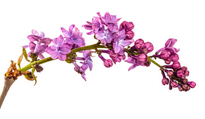 purple lilac flowers close-up on a white background