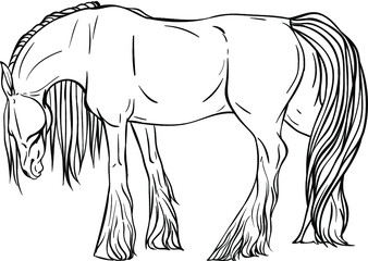 Horse coloring page in full growth
