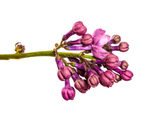 purple lilac flowers close-up on a white background