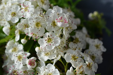 Kwiaty głogu, Crataegus