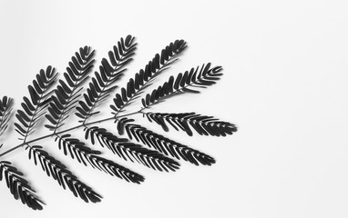 leaf and black brabch tree on white background