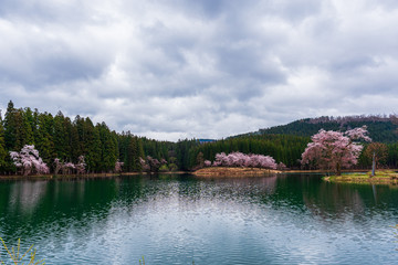 Fototapeta premium Amazing Cherry blossom in full Bloom. In Japan, March and April are the best season for cherry blossom viewing.