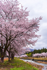 Amazing Cherry blossom in full Bloom.
In Japan, March and April are the best season for cherry blossom viewing.