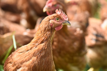 Poule poulet volaille agriculture elevage poulailler bio vert environnement alimentation