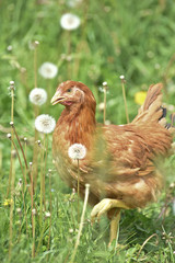 Poule poulet volaille agriculture elevage poulailler bio vert environnement alimentation