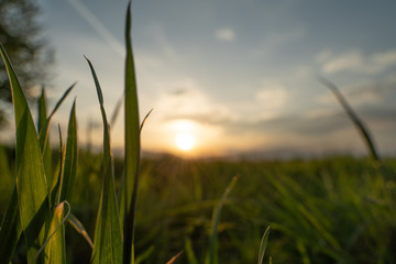 Grashalme genießen den Sonnenuntergang