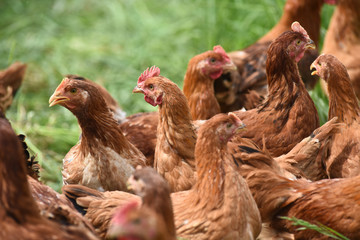 Poule poulet volaille agriculture elevage poulailler bio vert environnement alimentation