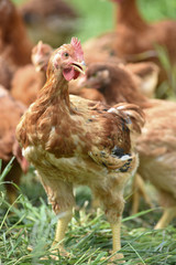 Poule poulet volaille agriculture elevage poulailler bio vert environnement alimentation