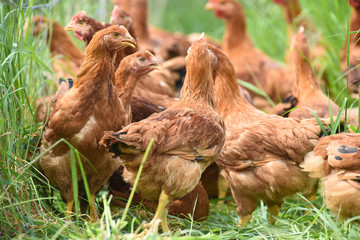 Poule poulet volaille agriculture elevage poulailler bio vert environnement alimentation