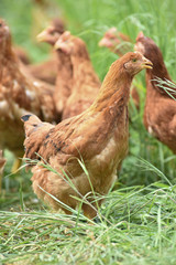Poule poulet volaille agriculture elevage poulailler bio vert environnement alimentation