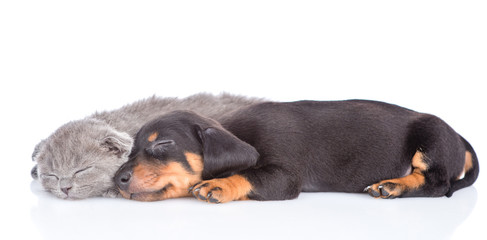 Dachshund puppy and tiny kitten are sleeping together in side view.  isolated on white background