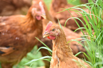 Poule poulet volaille agriculture elevage poulailler bio vert environnement alimentation