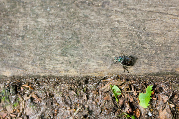 Metallic green shiny beetle streaked, German Forest