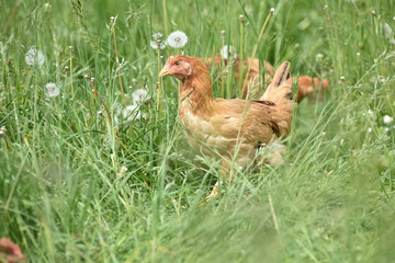 Poule poulet volaille agriculture elevage poulailler bio vert environnement alimentation