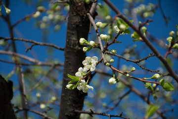 blooming cherry tree