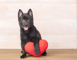 Schipperke puppy sits with red heart at home. Empty space for text