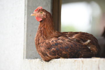 Poule poulet volaille agriculture elevage poulailler bio vert environnement alimentation