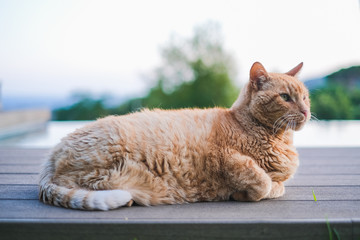 Old orange cat lying in a garden