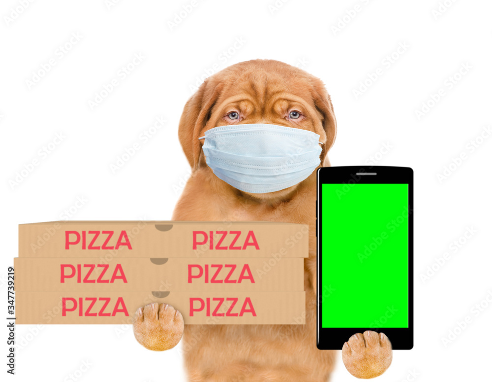 Poster pizza delivery dog wearing medical protective mask holds pizza boxes and smartphone with empty scree
