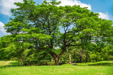 A big rain tree growing over the meadow against the blue sky with clouds in public park in summer.