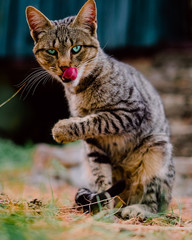 Gray cat with green eyes sitting