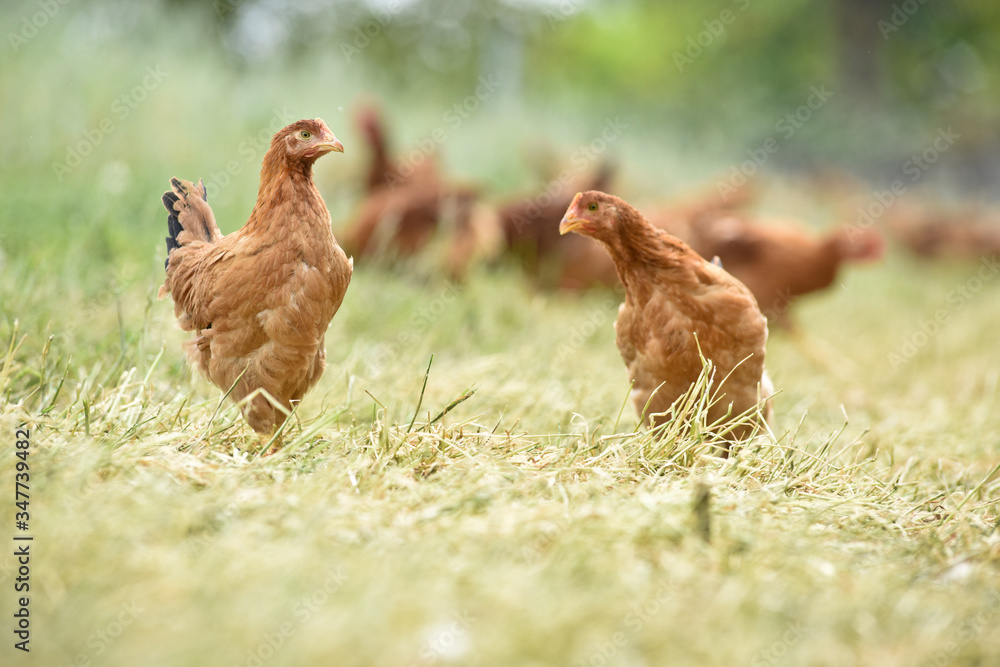 Canvas Prints Poule poulet volaille agriculture elevage poulailler bio vert environnement alimentation