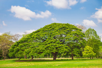 A big rain tree growing cover a meadow against blue sky in public park in summer.
