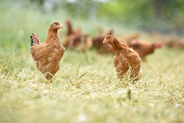 Poule poulet volaille agriculture elevage poulailler bio vert environnement alimentation