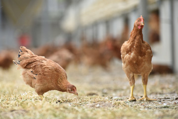 Poule poulet volaille agriculture elevage poulailler bio vert environnement alimentation