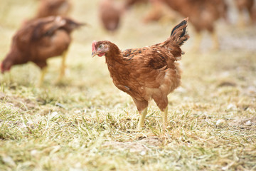 Fototapeta premium Poule poulet volaille agriculture elevage poulailler bio vert environnement alimentation