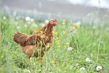 Poule poulet volaille agriculture elevage poulailler bio vert environnement alimentation