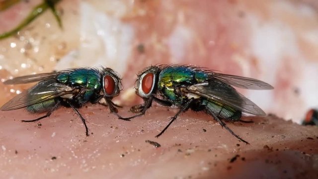 Greenbottle blw flies and house flies eating rotting chicken meat and laying eggs in warm sunny conditions. UK.