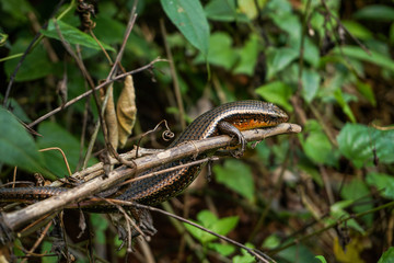 Wild lizard in Vietnam. Close up to reptile. 
