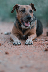 Old dog lying on a dirt road