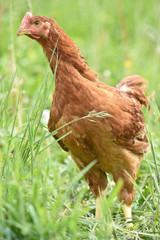 Poule poulet volaille agriculture elevage poulailler bio vert environnement alimentation