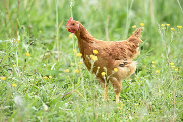 Poule poulet volaille agriculture elevage poulailler bio vert environnement alimentation
