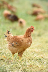 Poule poulet volaille agriculture elevage poulailler bio vert environnement alimentation