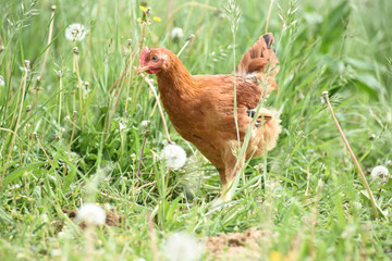 Fototapeta premium Poule poulet volaille agriculture elevage poulailler bio vert environnement alimentation