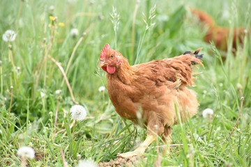 Poule poulet volaille agriculture elevage poulailler bio vert environnement alimentation