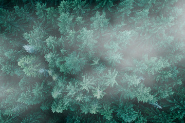 Pine tree tops with fog seen from a drone.
