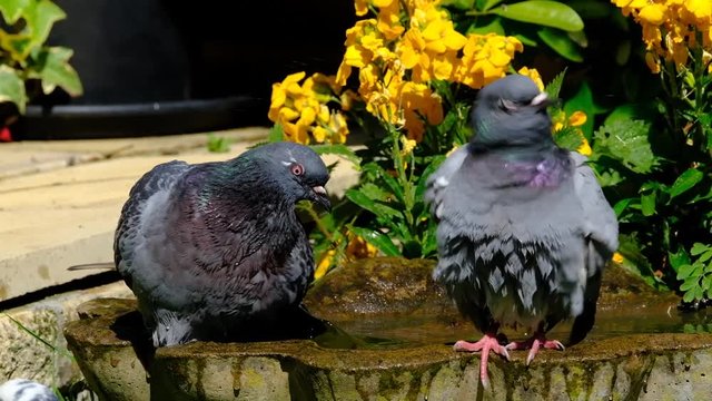 Feral pigeons bathing and resting in bright sun in an urban house garden.