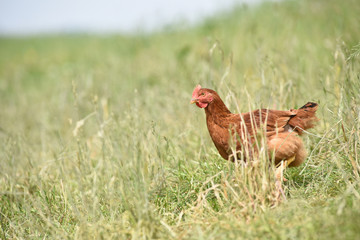 Poule poulet volaille agriculture elevage poulailler bio vert environnement alimentation