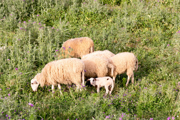 Obraz premium Sheep graze in a meadow in the mountains
