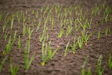 Green onion rows on the field. Blurred copy space.