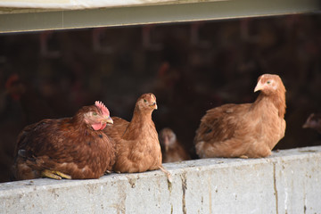 Poule poulet volaille agriculture elevage poulailler bio vert environnement alimentation