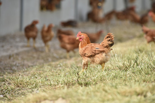 Poule poulet volaille agriculture elevage poulailler bio vert environnement alimentation