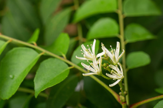 fresh white curry tree flowers on the tree
