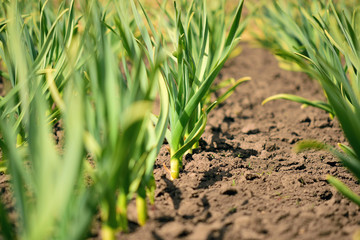 Organic horticulture.  Garlic plantation in the backyard garden.